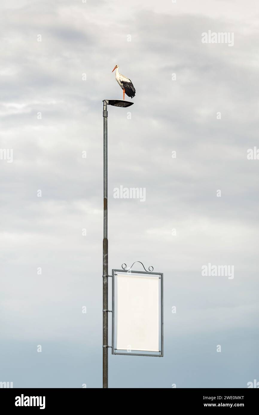 Ein Schwarzstorch, der hoch auf einem Lampenpfosten sitzt. Auf dem Post befindet sich ein leeres Schild. Stockfoto