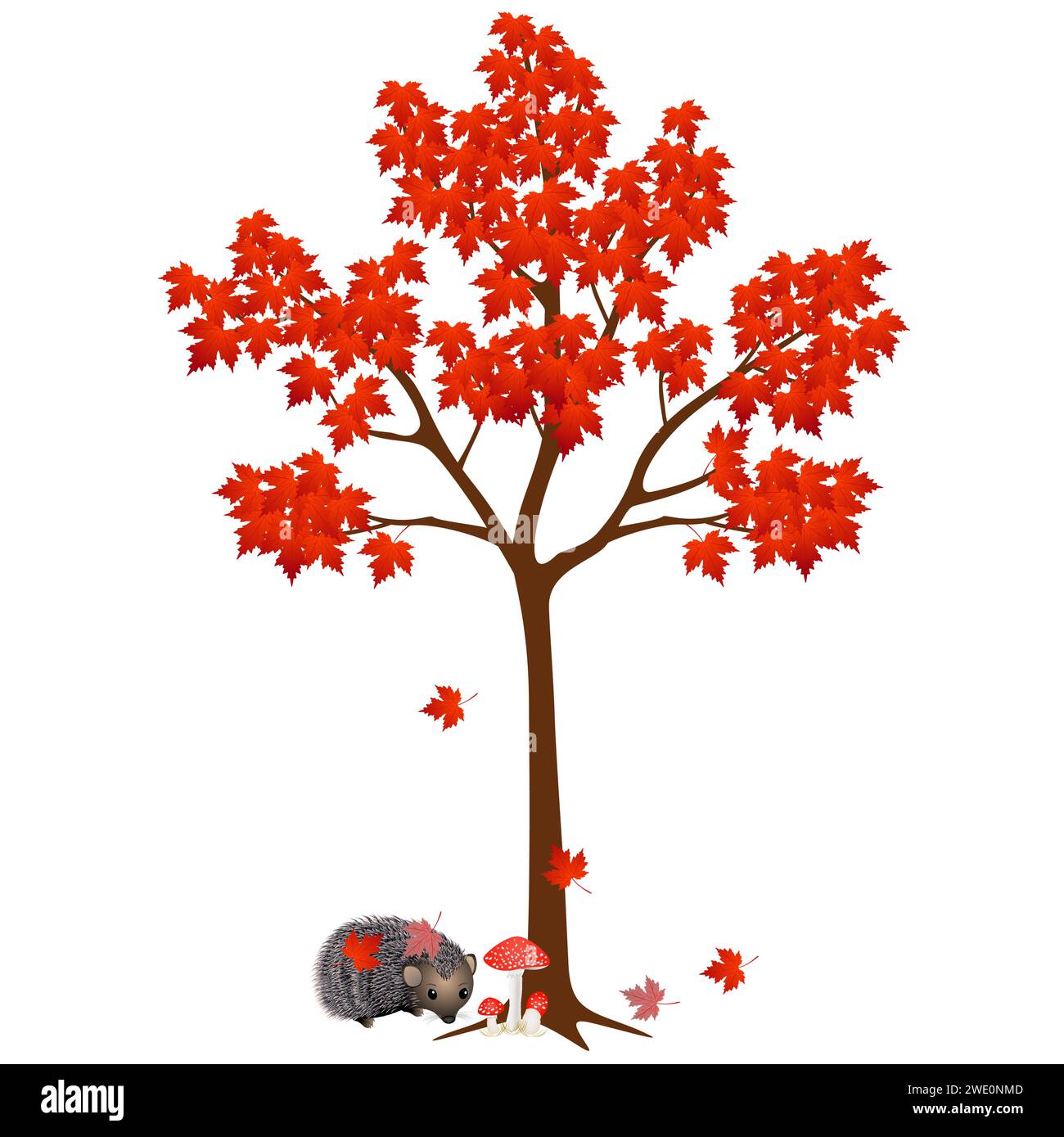 Unter dem herbstlichen Ahornbaum Igel mit Blättern auf weißem Hintergrund. Stock Vektor