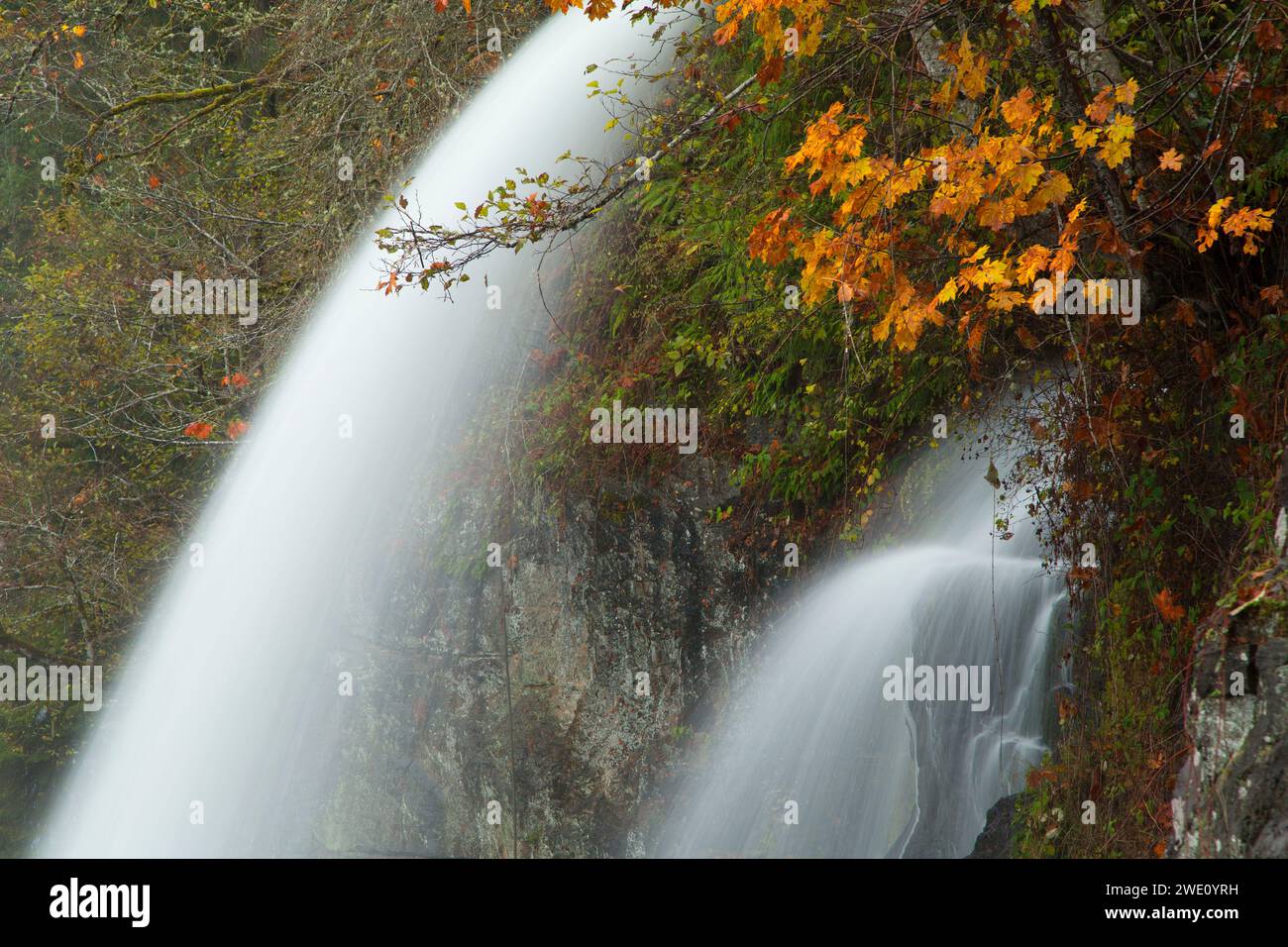 Wasserfall am Lewis River, Lewis River Hatchery, Cowlitz County, Washington Stockfoto