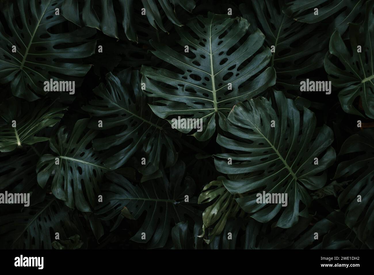 Dunkler Ton stimmungsvoll große Monstera Pflanze Blatt Hintergrund. Stockfoto
