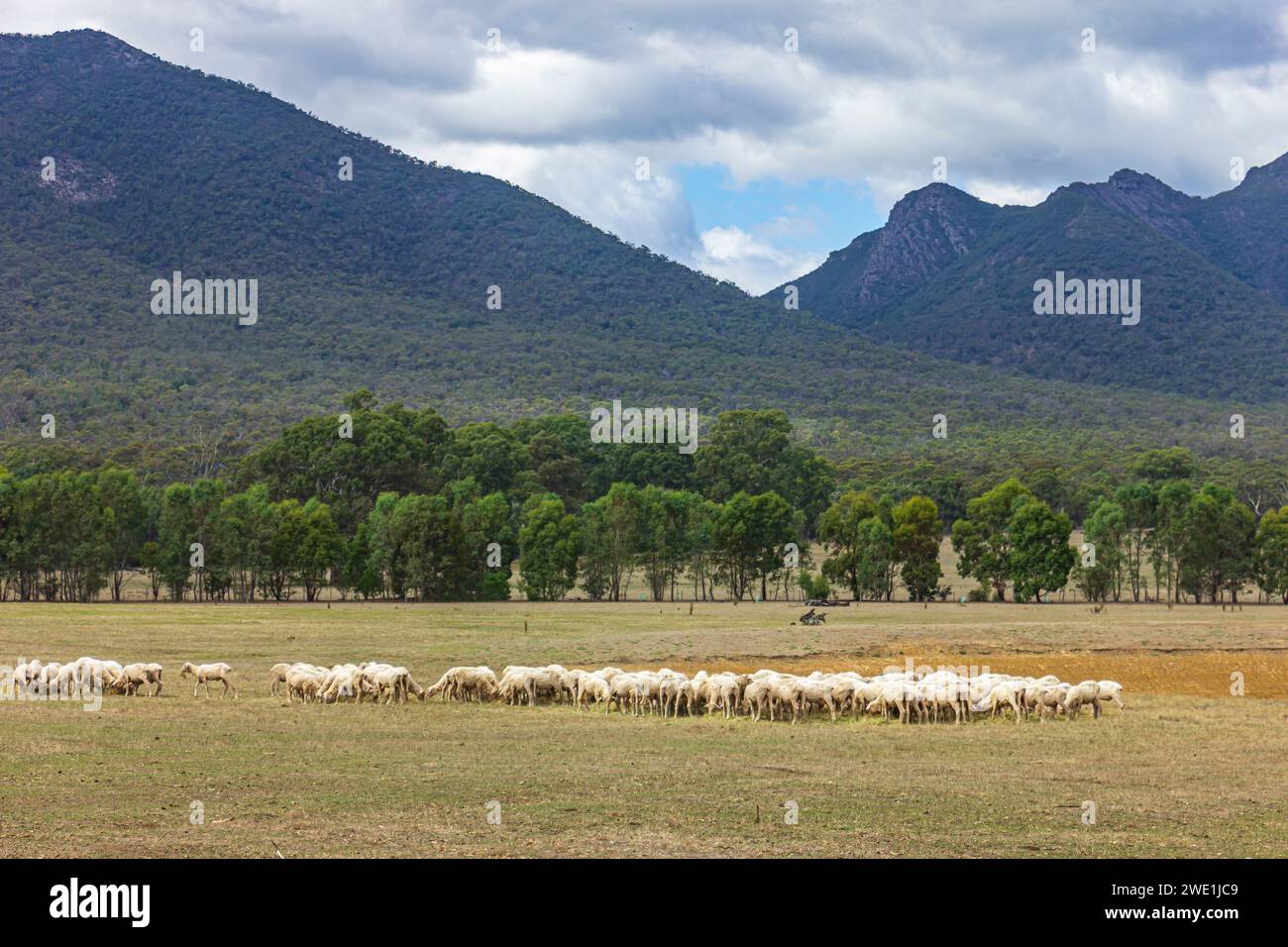 Schafherde, die auf einer Wiese mit Bäumen und Bergen im Hintergrund weiden, im Victoria Valley of Southern Grampians Region in Victoria, Australien. Stockfoto