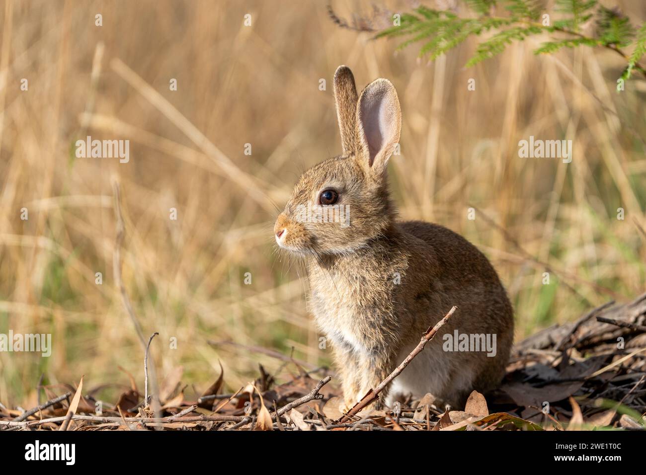 Niedliches wildes Kaninchen, das im trockenen Gras in Australien sitzt Stockfoto