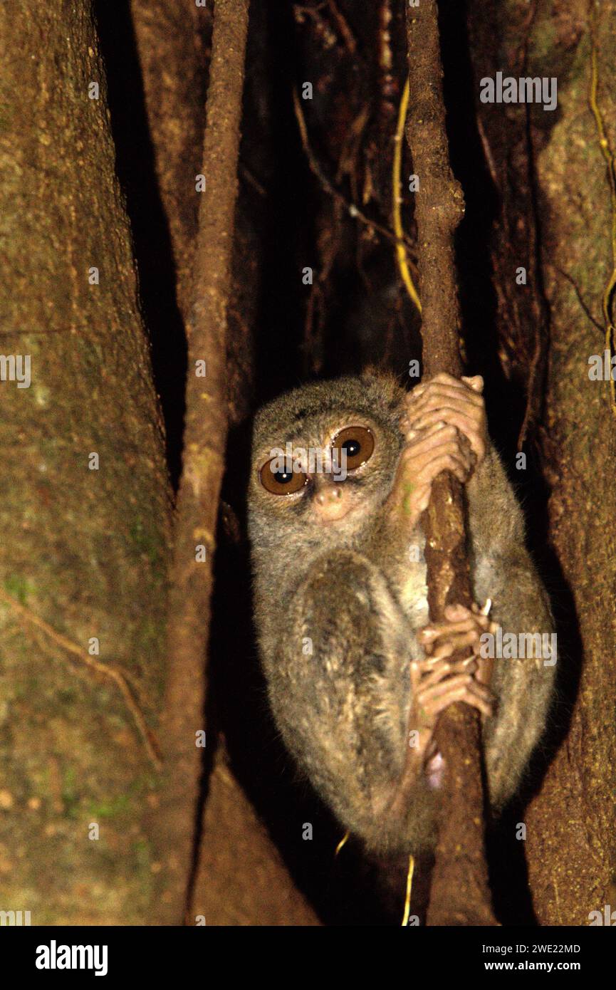Ein Gurskys Spektraltarsier (Tarsius spectrumgurskyae) auf seinem Nestbaum im Tangkoko Nature Reserve, Nord-Sulawesi, Indonesien. Die Erhaltung von Primaten ist eine Herausforderung des Verhaltens und erfordert daher verhaltensorientierte Lösungen, so ein Team von Wissenschaftlern unter der Leitung von Harry Hilser in seinem 2023 veröffentlichten Artikel vom International Journal of Primatology. Sie schrieb auch: „Eine ganzheitliche Strategie der Bildung, des Kapazitätsaufbaus und der gemeinschaftlichen Erhaltung stützt sich auf eine Mischung aus Erkenntnissen aus verschiedenen sozialwissenschaftlichen Disziplinen und direkter Forschung mit Gemeinden in der Region. Stockfoto