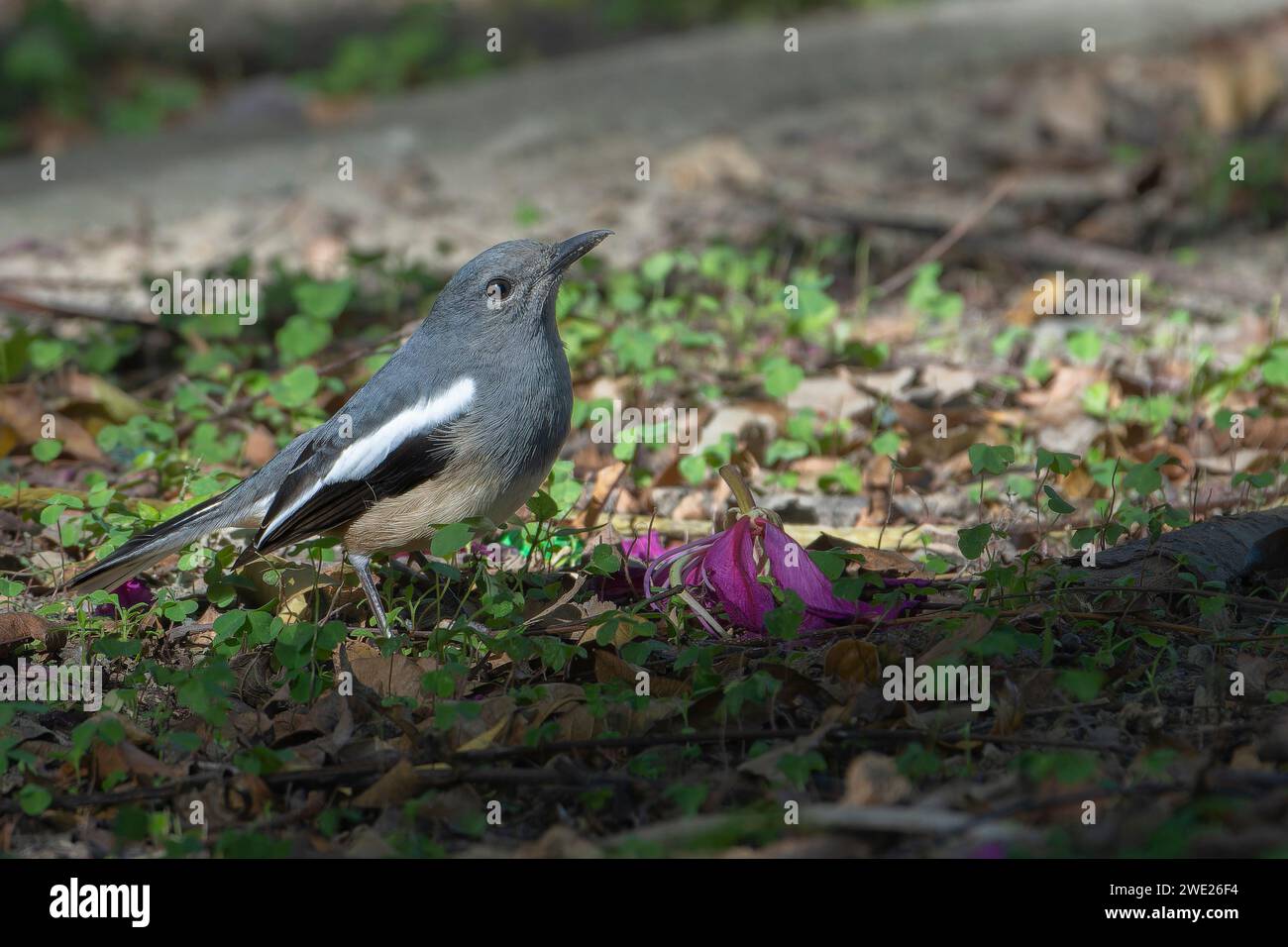 Oriental Magpie-Robin (Copsychus saularis) in Taiwan Stockfoto