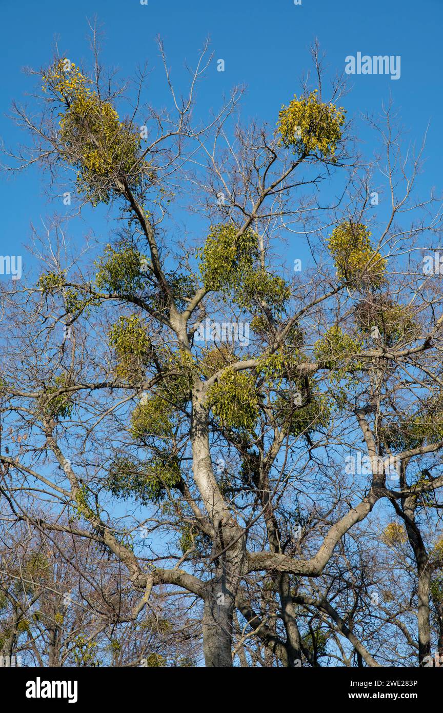 Grüne Blätter von Mistel oder Europäischer Mistel (Viscum Album), die im Winter auf einem Baum wachsen. Stockfoto
