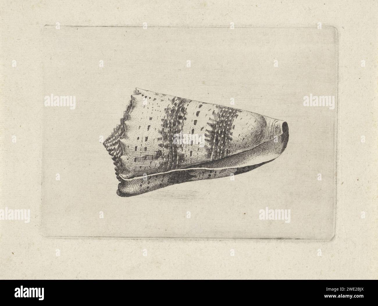 Schelp, Conus Imperialis, Wenceslaus Hollar, 1644 - 1652 Druck Antwerpener Papier zum Ätzen von Weichtieren (+ Schale, Schneckenschale etc.) Stockfoto