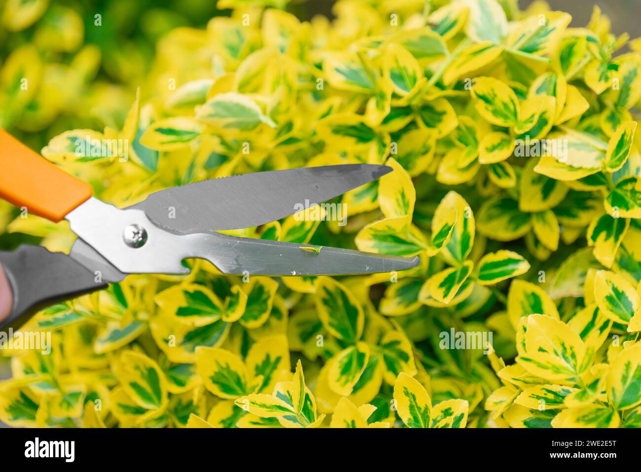 Euonymus Fortune Topiary Haarschnitte. Hände schneiden Euonymus Zweige mit Gartenschere. euonymus variegata mit gelbem buntem Laub. Stockfoto