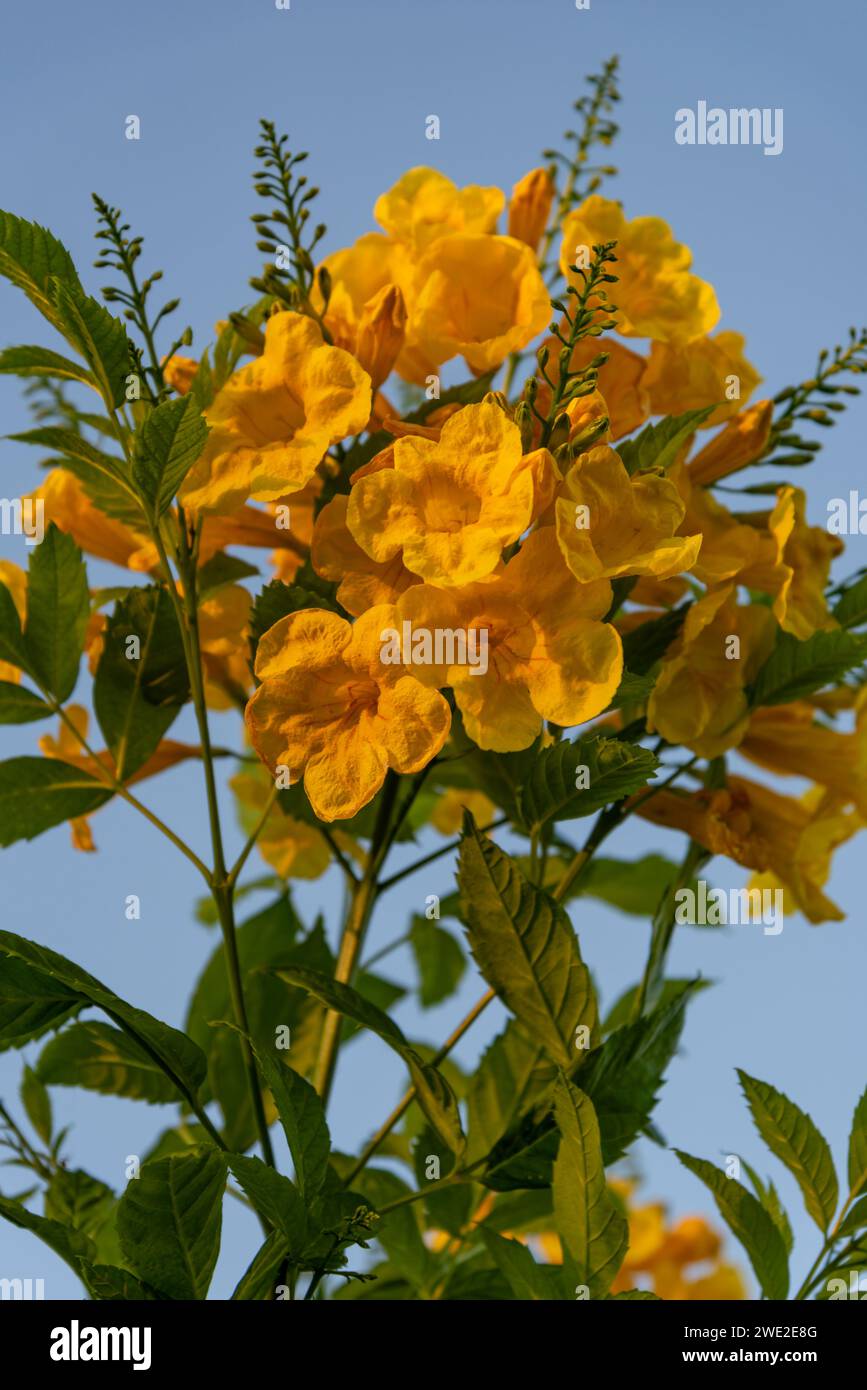 Esperanza, Tecoma stans, eine subtropische Pflanze aus Texas. Stockfoto