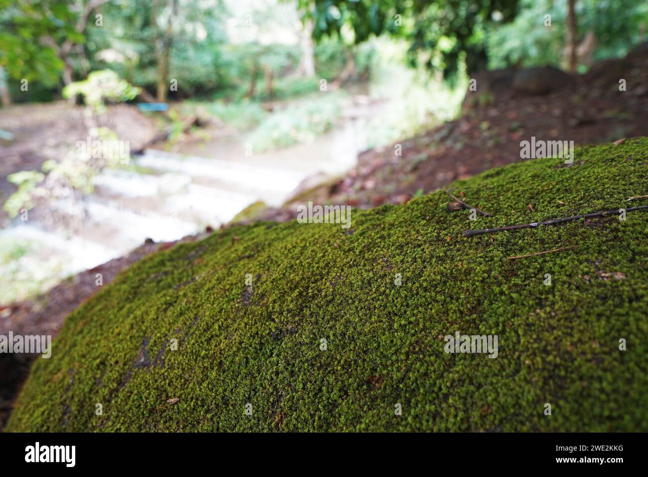 Nahaufnahme von natürlichem grünem Moos, bedeckt mit riesigen Granitfelsen Stockfoto