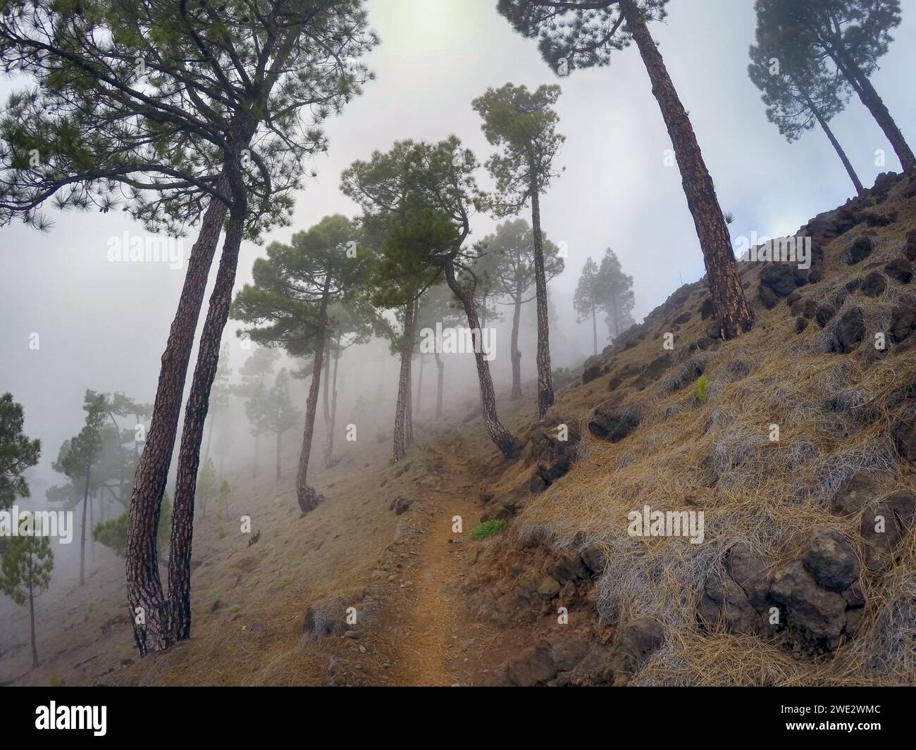 Schmaler Wanderweg zum Pico Bejenado auf der Insel La Palma (Kanarischen Inseln, Spanien) Stockfoto