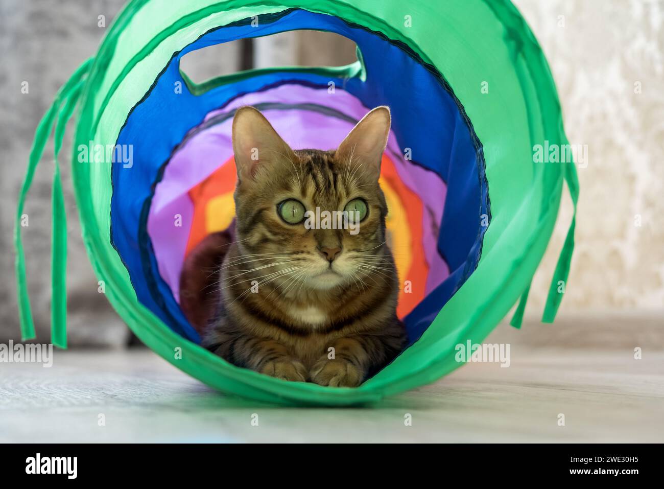 Bengalische Katze in einem mehrfarbigen Katzentunnel. Tierspielzeug. Stockfoto