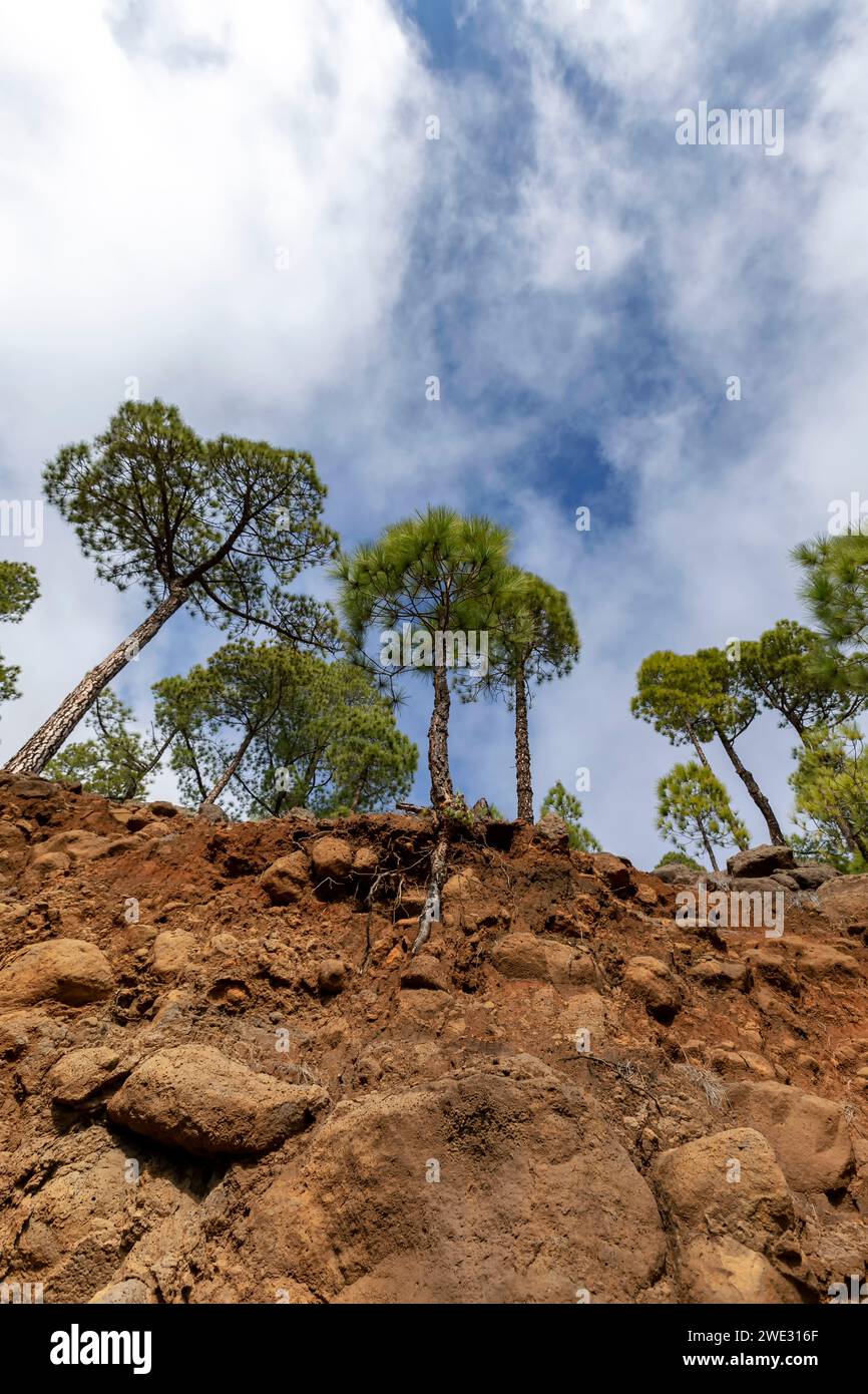 Die endemische kanarische Kiefer im Vulkangebiet der Caldera de Taburiente auf der Insel La Palma (Kanarische Inseln, Spanien) Stockfoto