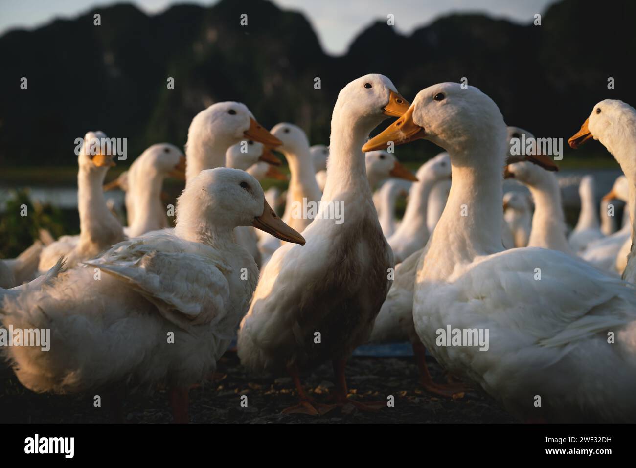 Weiße Enten bei Sonnenuntergang entlang der Karstberge in Ninh Binh, Vietnam Stockfoto