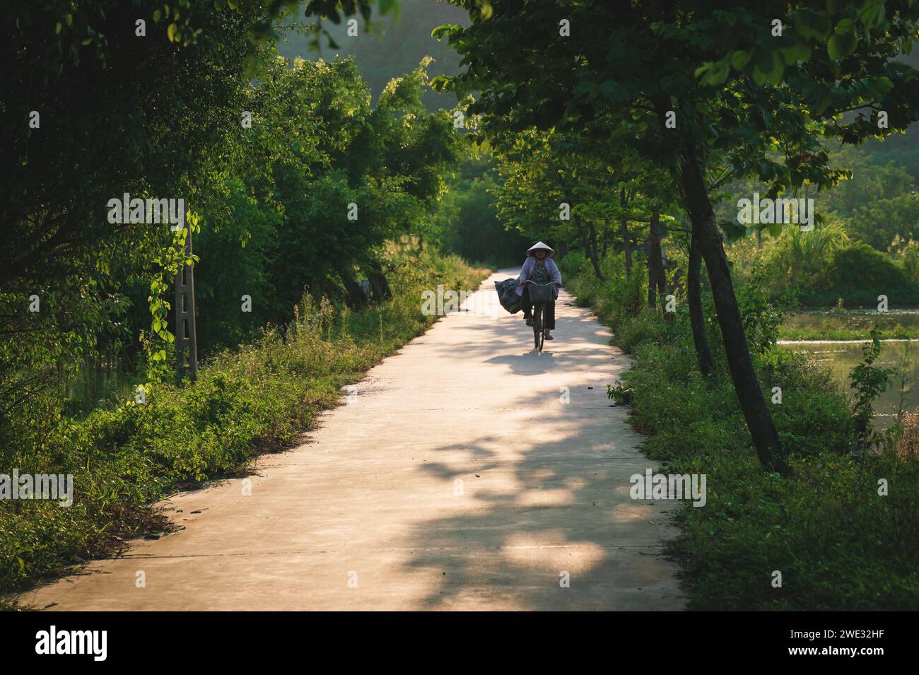 Ninh Binh, Vietnam - 15. Oktober 2023: Frau mit traditionellem vietnamesischem Hut reitet während des goldenen Sonnenuntergangs entlang der Baumgasse Stockfoto