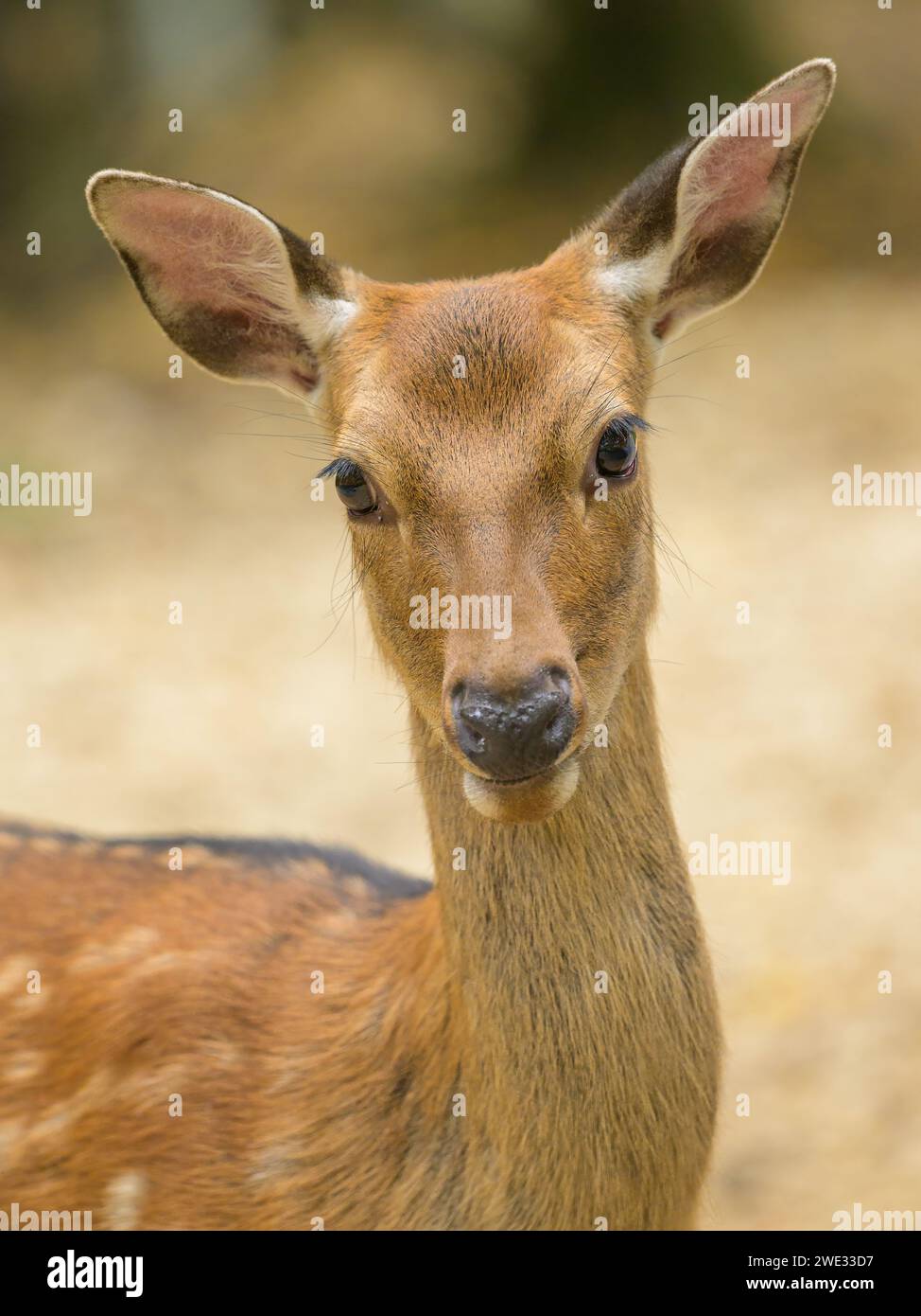 Porträt eines Sika-Hirsches in einem Park, bewölkter Tag im Herbst (Österreich) Stockfoto