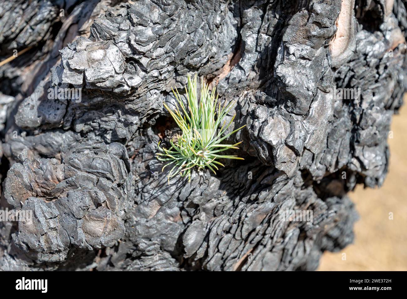 Nach einem Waldbrand wächst eine neue Kiefer auf einem Baumstamm (La Palma, Kanarische Inseln, Spanien) Stockfoto