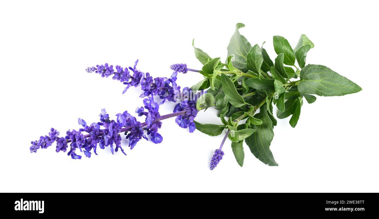 Salvia farinacea mit Blumen auf weißem Hintergrund Stockfoto