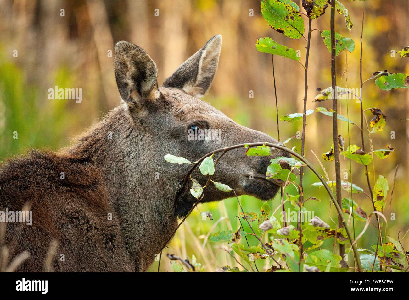 Elchkalb, das Zweige isst Stockfoto