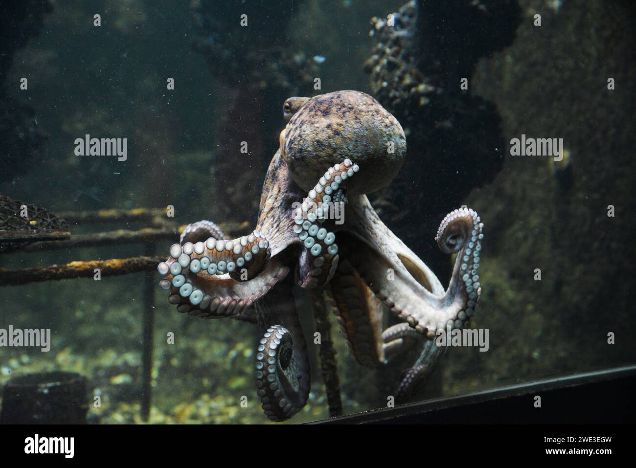 Wunderschöne Tintenfische, die im Aquarium schwimmen. Stockfoto