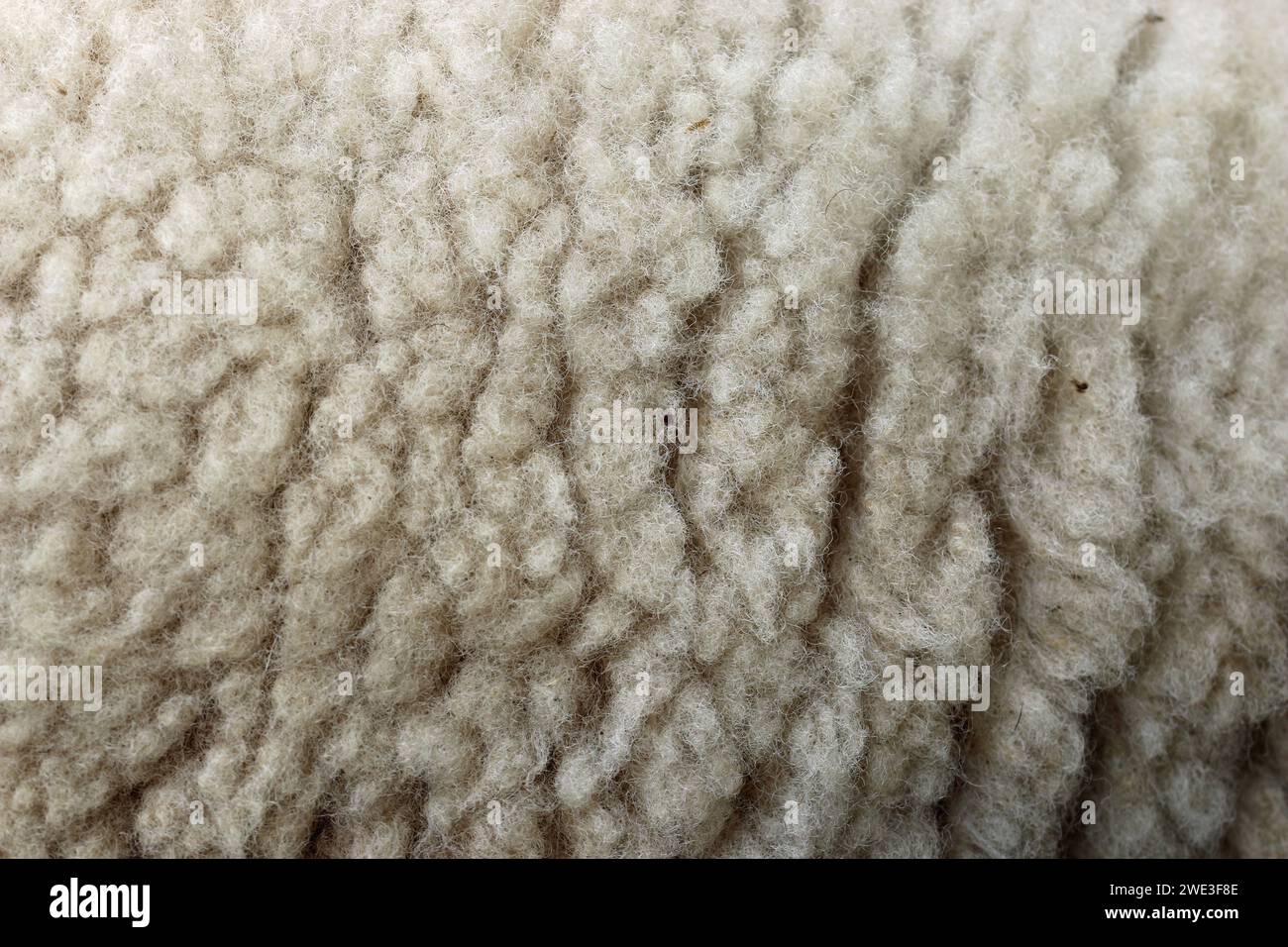 Weißes Schafwolle-Vlies in Nahaufnahme ohne Hintergrund und an den Rändern verschwimmen. Stockfoto
