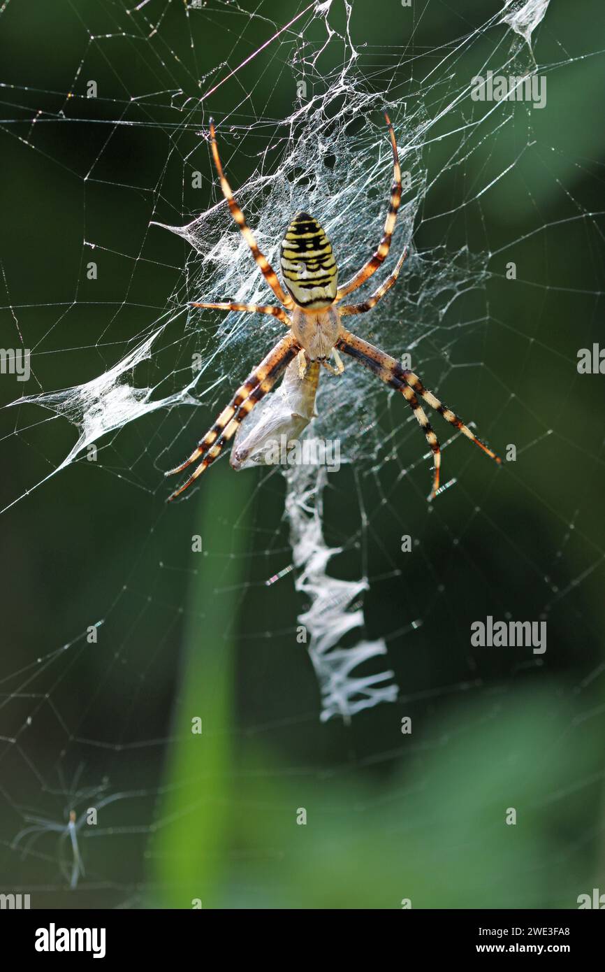 Schwarz-gelbe Wespenspinne, Argiope bruennichi, auf einem Netz in Nahaufnahme mit Beute in Seide mit dunklem, verschwommenem Hintergrund. Stockfoto