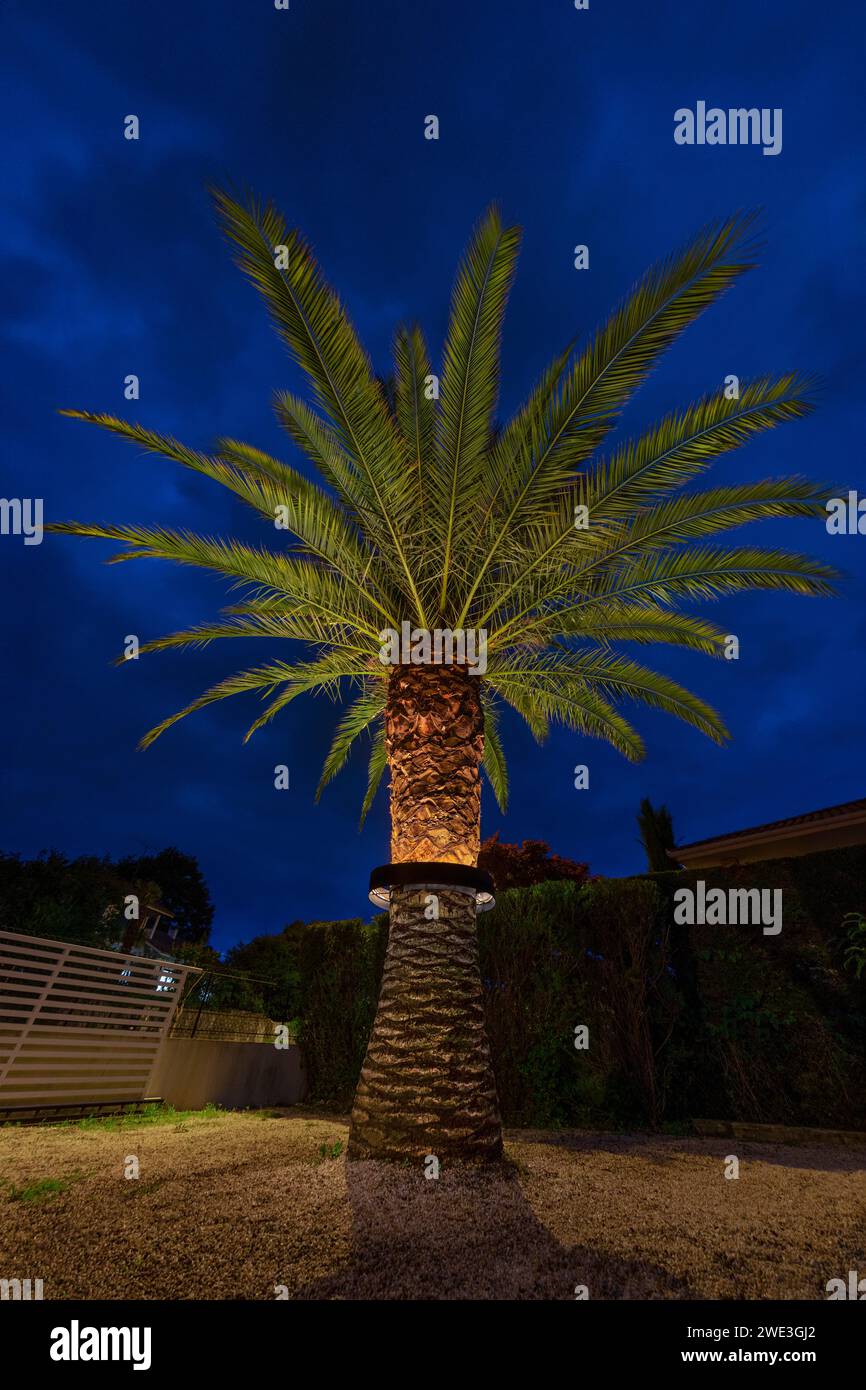 Palme (Phoenix canariensis) beleuchtet durch ein kreisförmiges Beleuchtungssystem, das um den Stamm herum angebracht ist. Palme beleuchtet nachts in einem Garten. Stockfoto