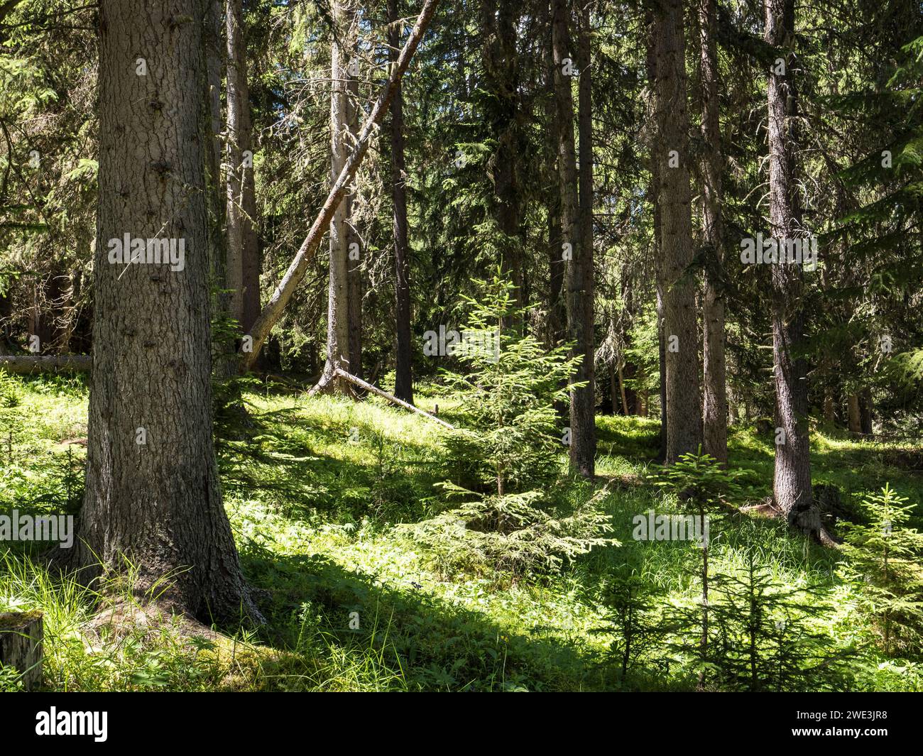 Im Val Trupchun Gemeinde S-chanf am 09.07.2023. Stockfoto