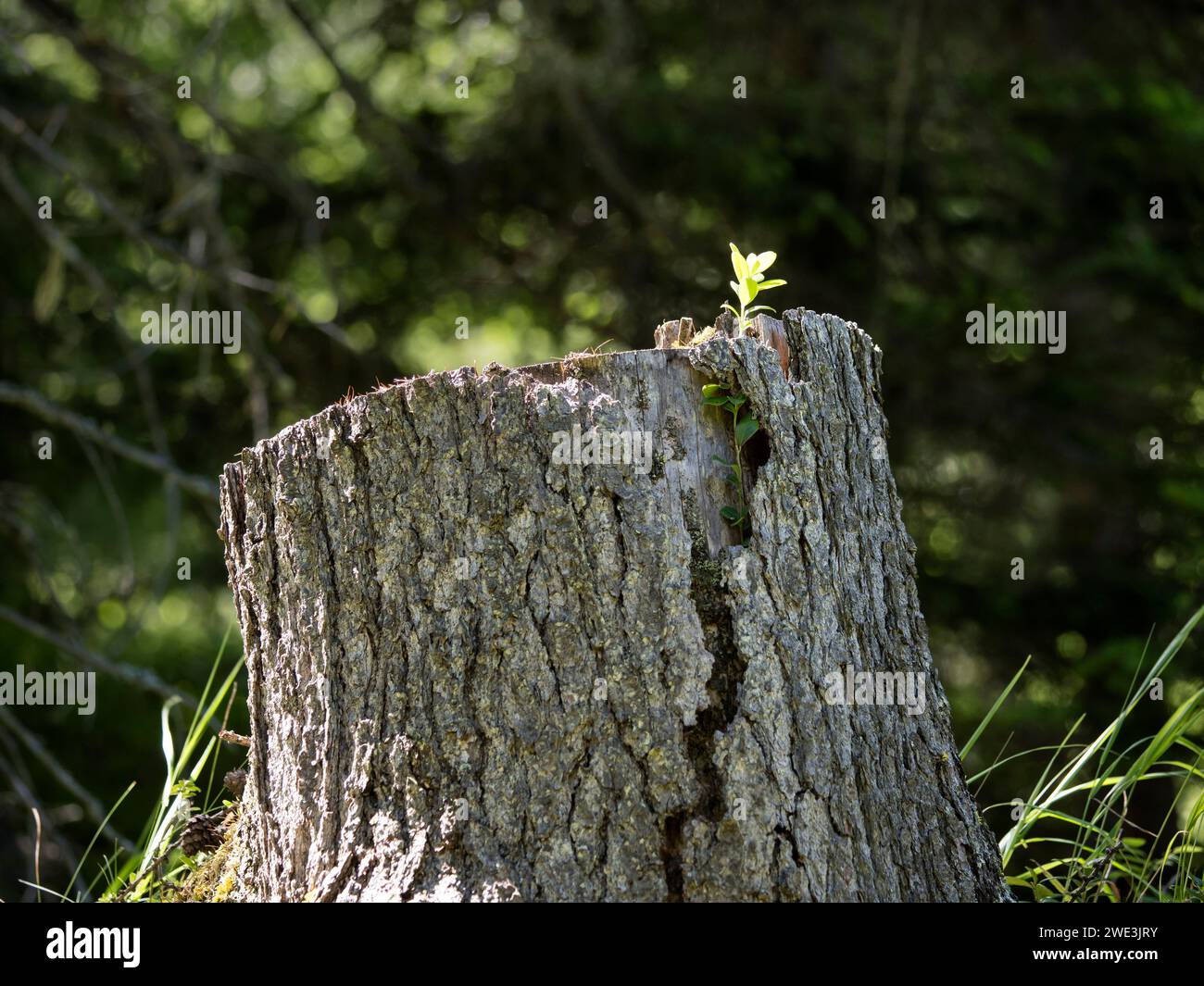 Im Val Trupchun Gemeinde S-chanf am 09.07.2023. Stockfoto