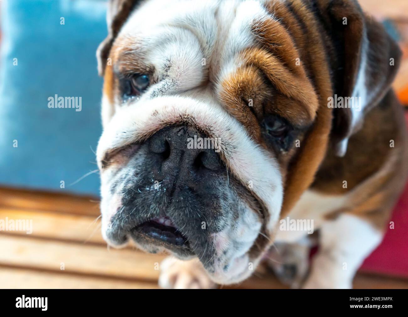 Bulldog-Porträt in domestiziertem Haustier. Sie haben ein schlaffes Gesicht und faltige Haut, sind aber sehr freundlich zu Menschen Stockfoto