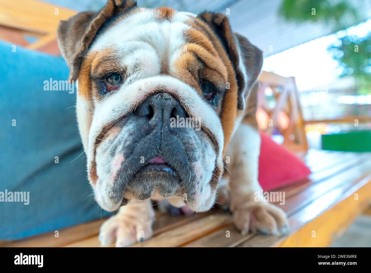 Bulldog-Porträt in domestiziertem Haustier. Sie haben ein schlaffes Gesicht und faltige Haut, sind aber sehr freundlich zu Menschen Stockfoto