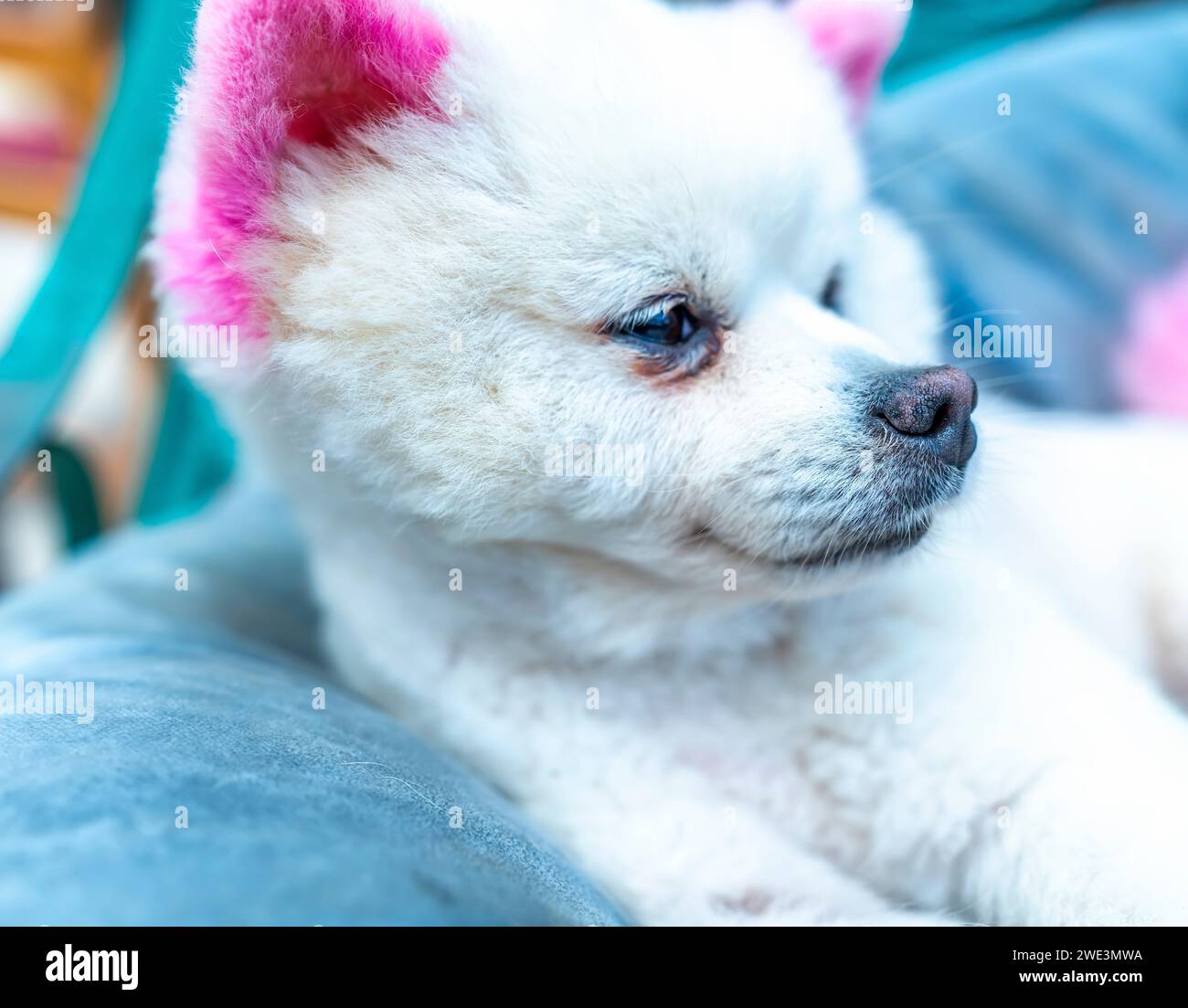 Niedlicher Pudel mit beeindruckendem Fell im Haus. Sie sind sehr freundlich und gut mit Menschen befreundet Stockfoto