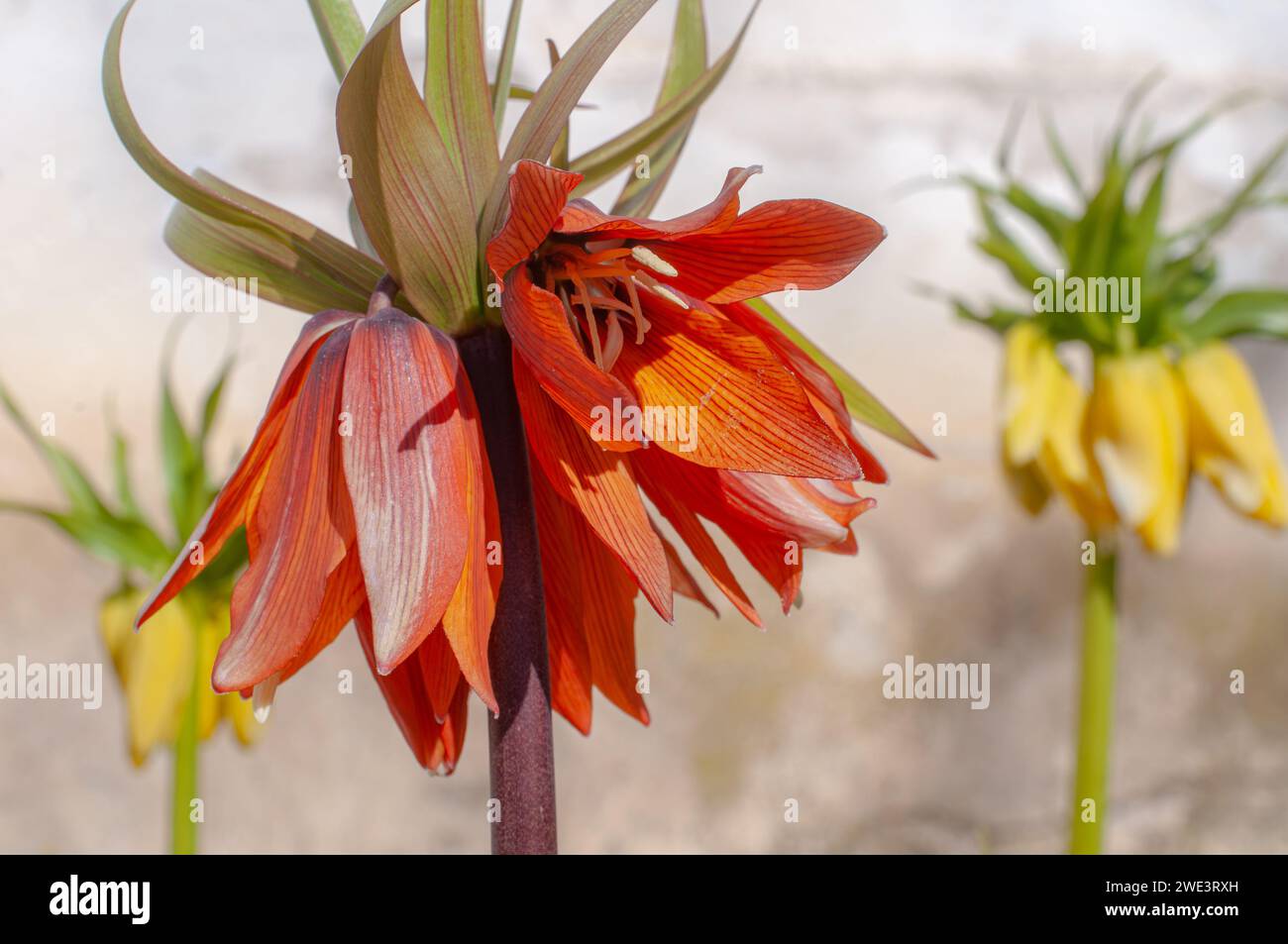 Blühende Krone kaiserlich im Frühlingsgarten. Fritillaria imperialis, die Krone imperial, imperial fritillary oder Kaiser's Krone. Selektiver Fokus. Wallpape Stockfoto