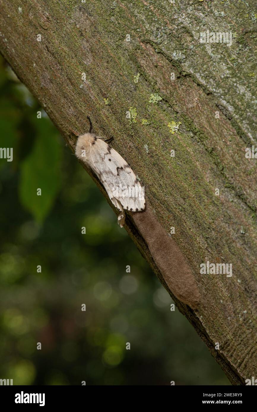 Gypsy Moth: Lymantria dispar. Weibchen mit Ei-Cluster, mit Haaren bedeckt. Surrey, Großbritannien. Stockfoto