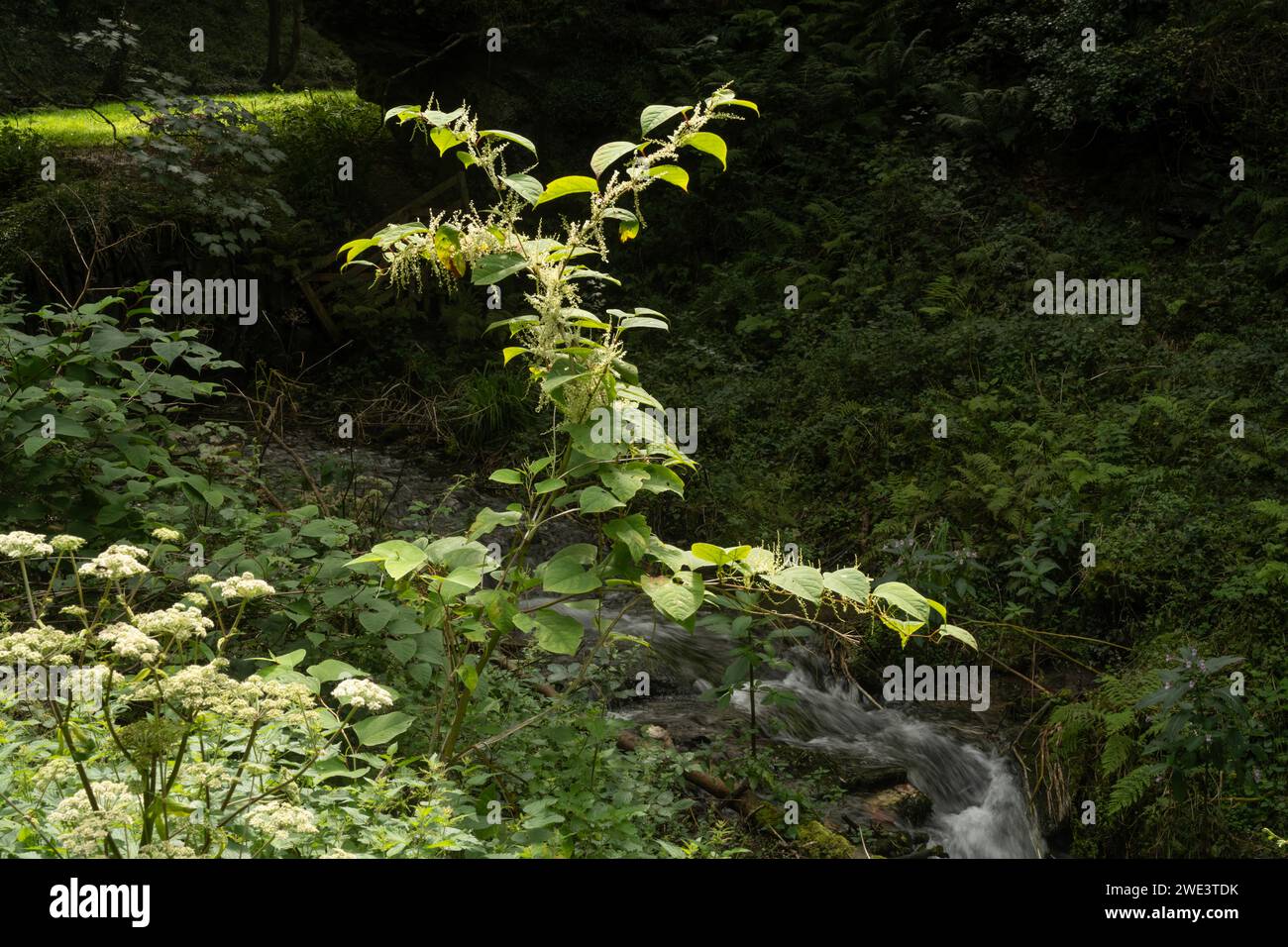 Invasiver japanischer Knotweed: (Reynoutria japonica) wächst entlang des Flusses in alten Wäldern, Tintagel, Nord-Cornwall, Großbritannien Stockfoto