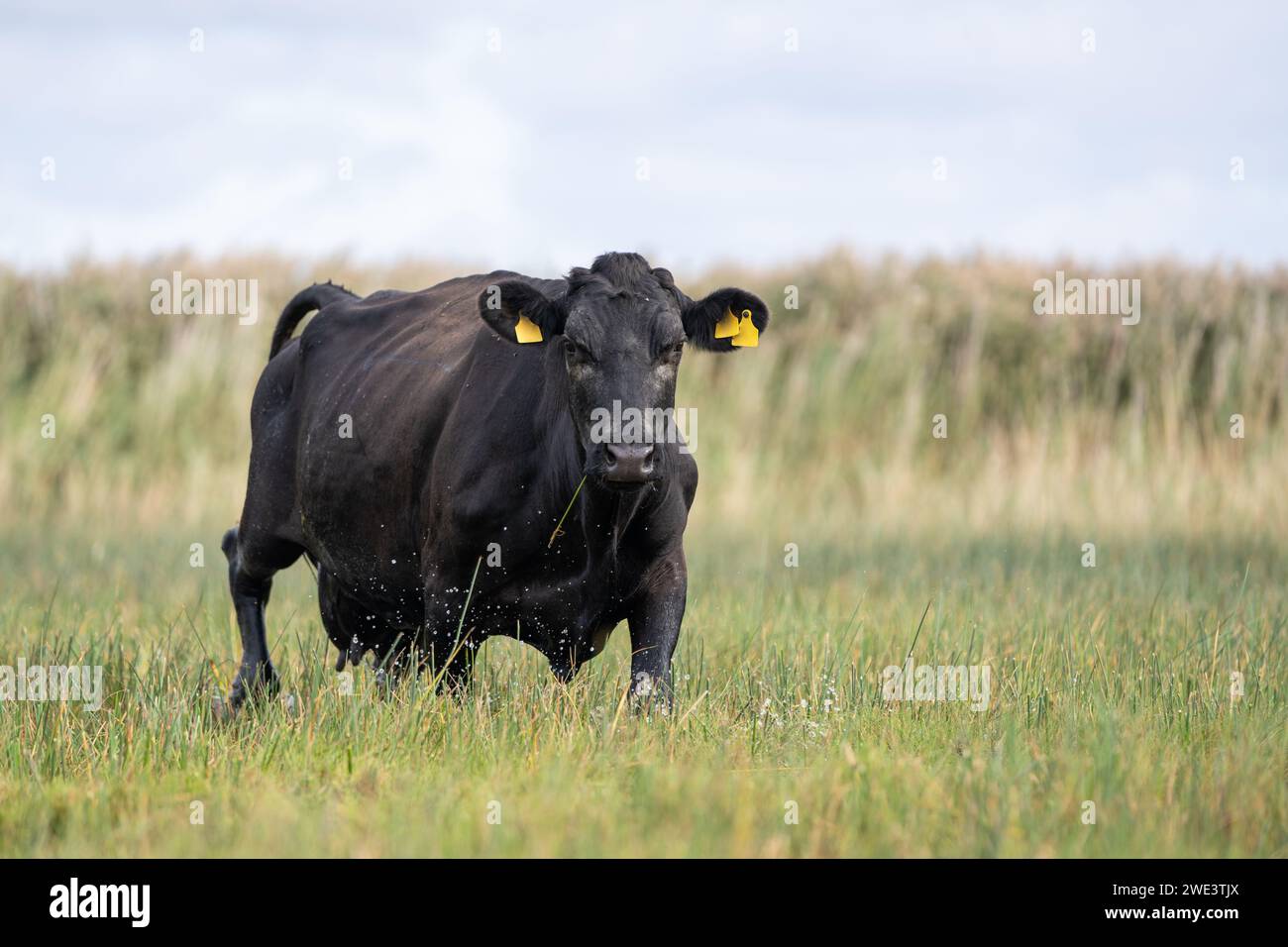 Aberdeen angus Kuh auf einer Strandwiese Stockfoto