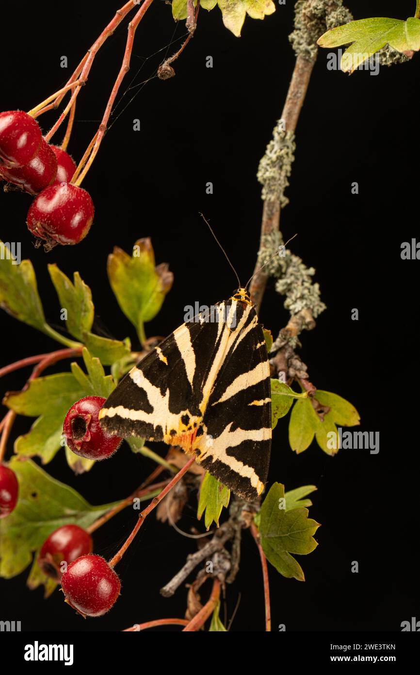 Jersey Tiger Moth: Euplagia quadripunctaria, Surrey, UK. Stockfoto