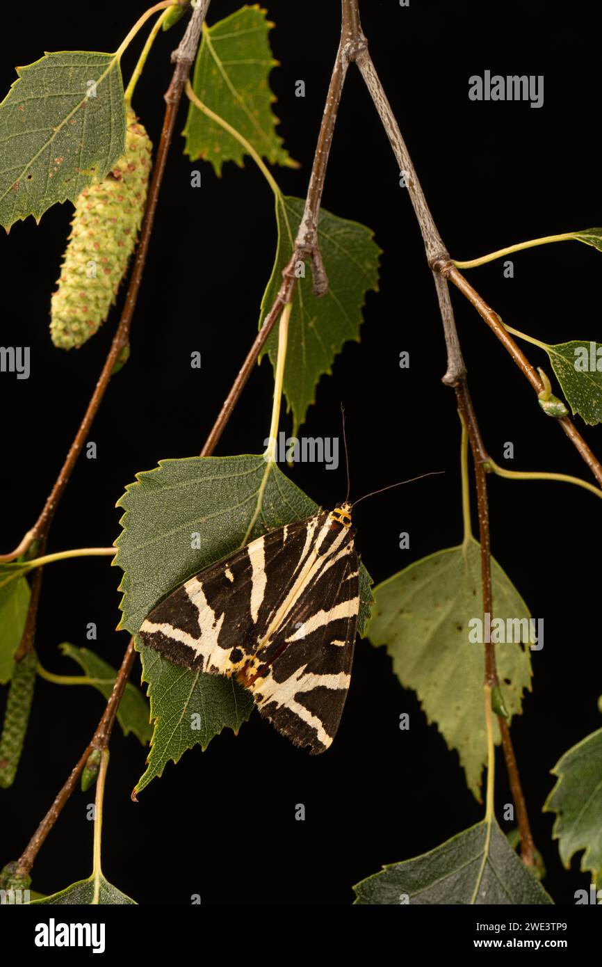 Jersey Tiger Moth: Euplagia quadripunctaria, Surrey, UK. Stockfoto