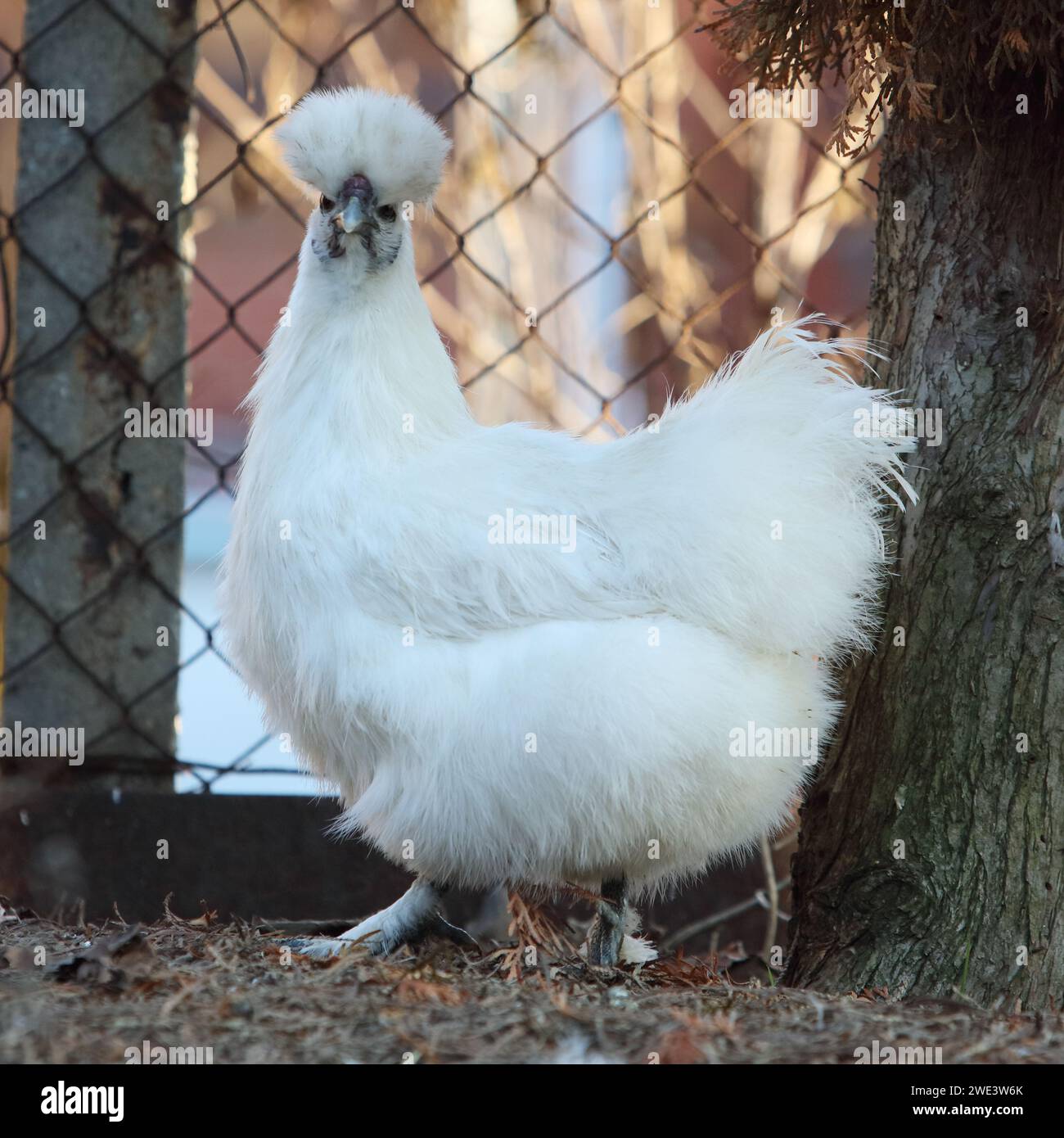 Silkie Hühner auf einem Gras, im Freien, Bio-Bauernhof Stockfoto