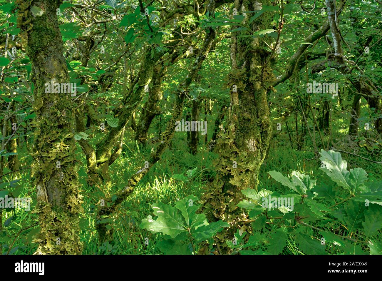 Gemäßigter Regenwald, The Dizzard, Cornwall, Großbritannien Stockfoto