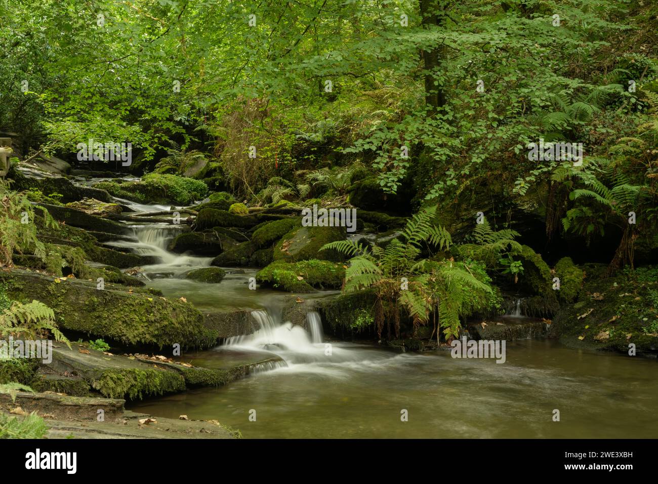 Gemäßigter Regenwald, Trethevey, in der Nähe von Tintagel, Cornwall, Großbritannien. Stockfoto
