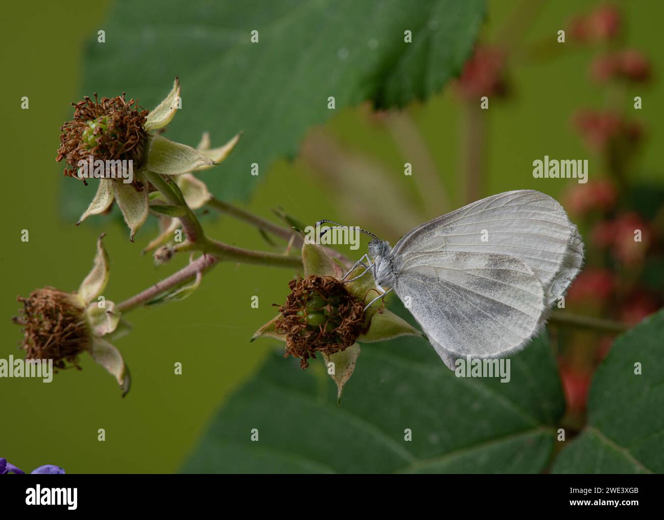 Holz-weißer Schmetterling: Leptidea sinapis. Kontrollierte, gezüchtete Probe. Stockfoto