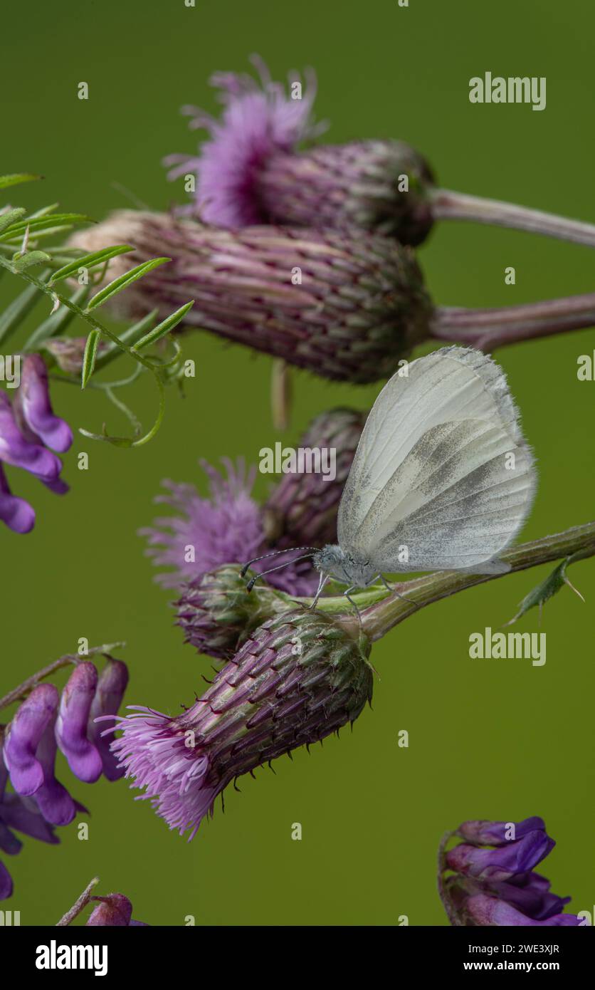 Holz-weißer Schmetterling: Leptidea sinapis. Kontrollierte, gezüchtete Probe. Stockfoto