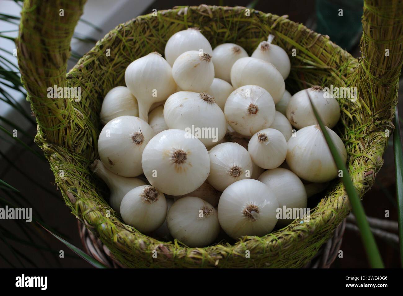 Frisch gepflückte Zwiebeln in Einem Korb mit Dekorationspflanzen Stockfoto