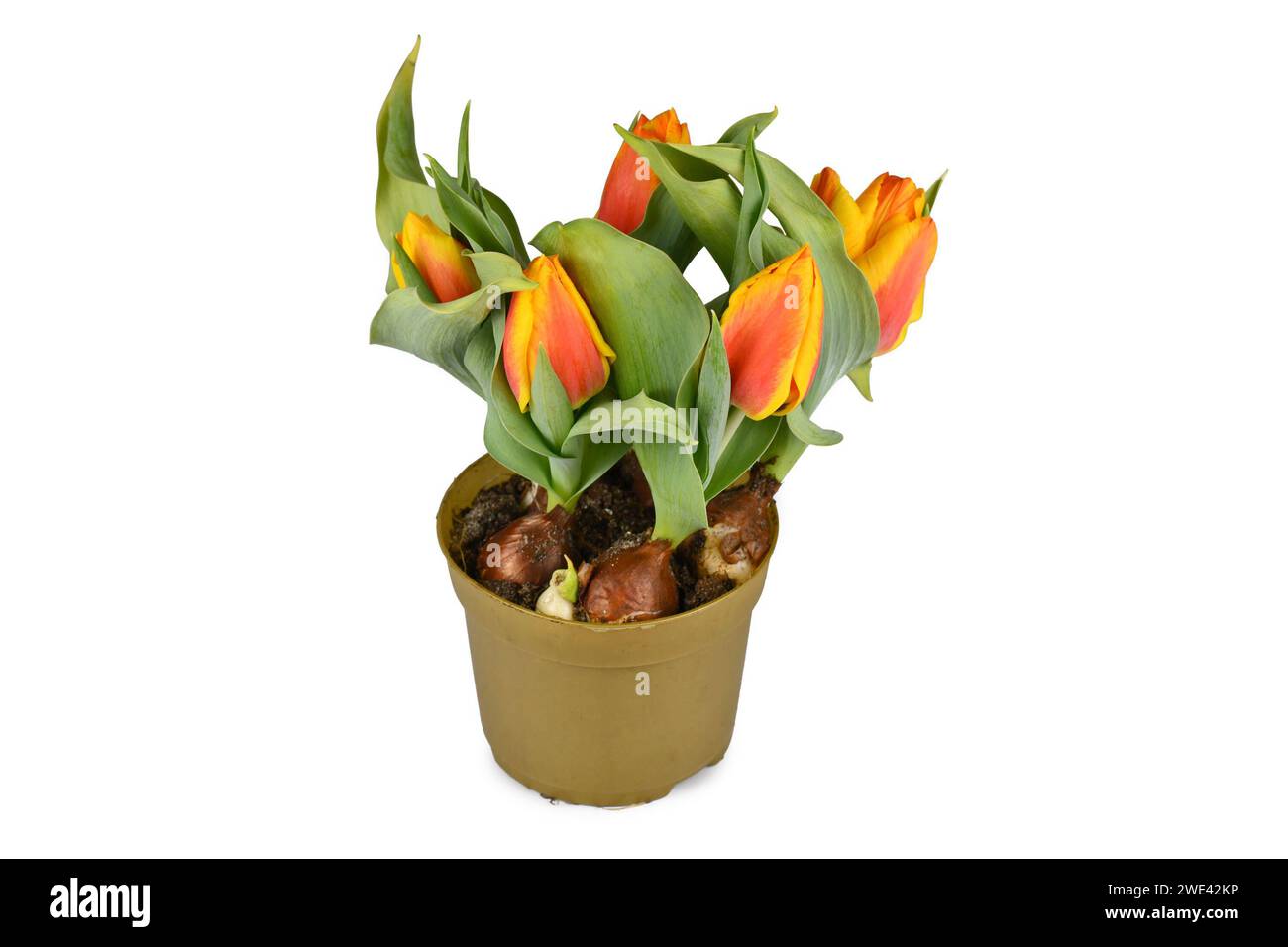 Orangefarbene und gelbe Tulpenblüten 'Tulipa Flair' im Blumentopf auf weißem Hintergrund Stockfoto