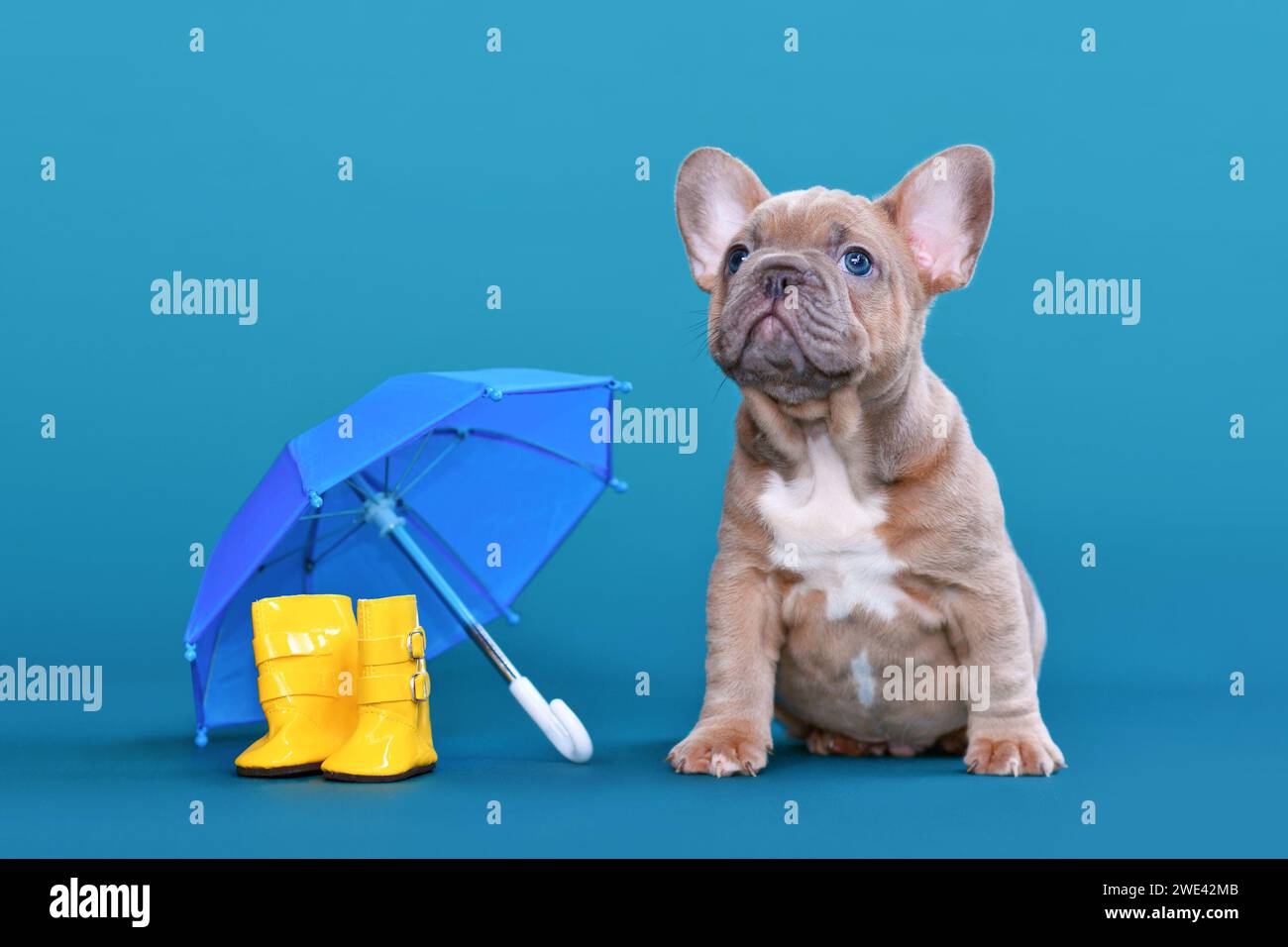 Niedliches blaues Kitz Französisch Bulldog Hund Welpe neben Regen Gummistiefel und Regenschirm auf blauem Hintergrund Stockfoto