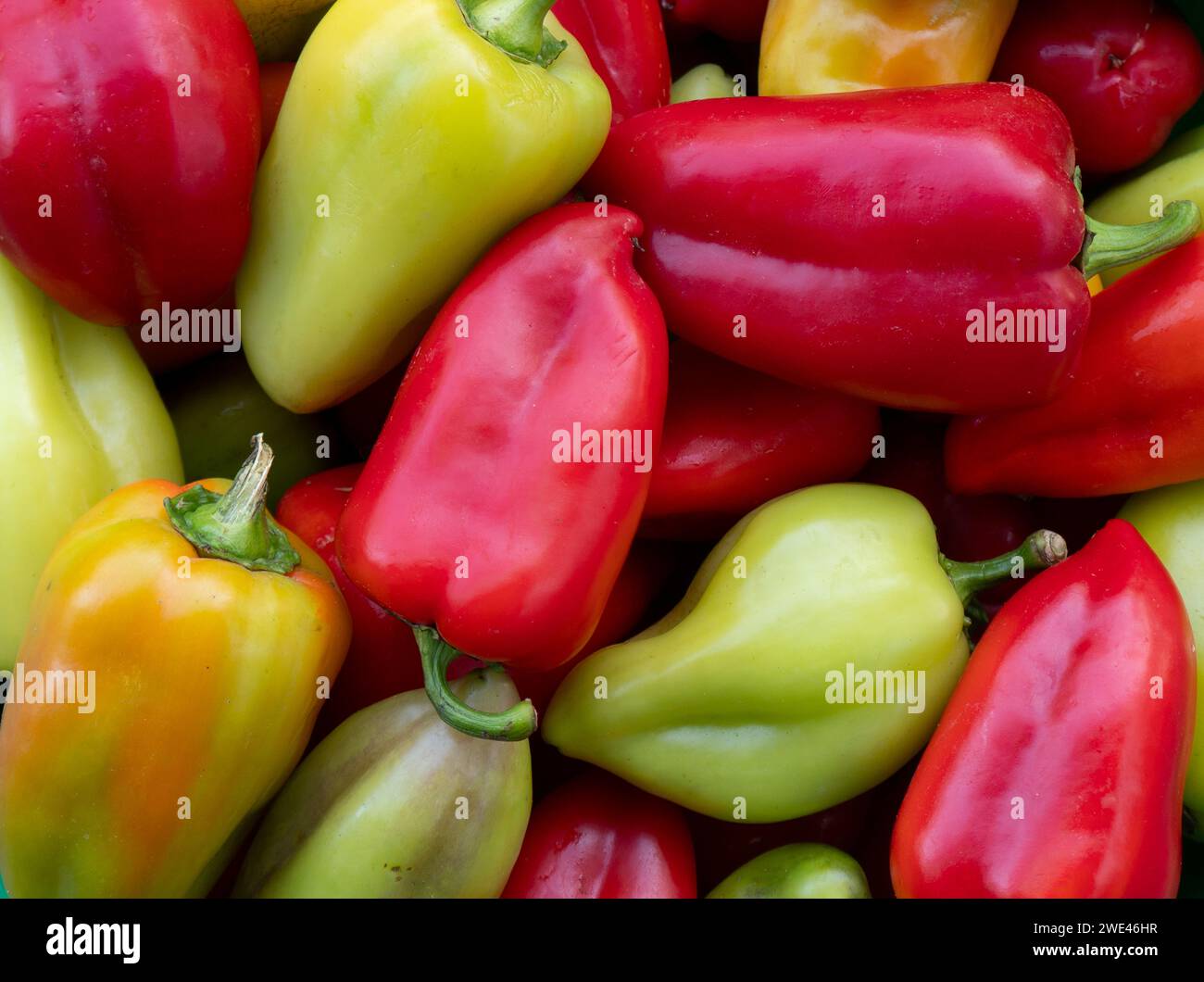 Hintergrund der Pfeffertextur. Paprika. Süßes Pfeffermuster. Paprika. Süßer, frischer Pfeffer Stockfoto