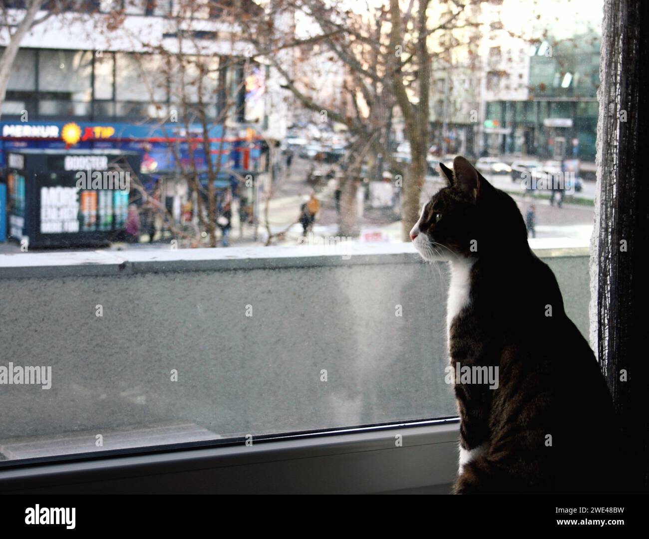 Indoor Cat, die die geschäftige City Street von einem Fensterrand aus betrachtet Stockfoto