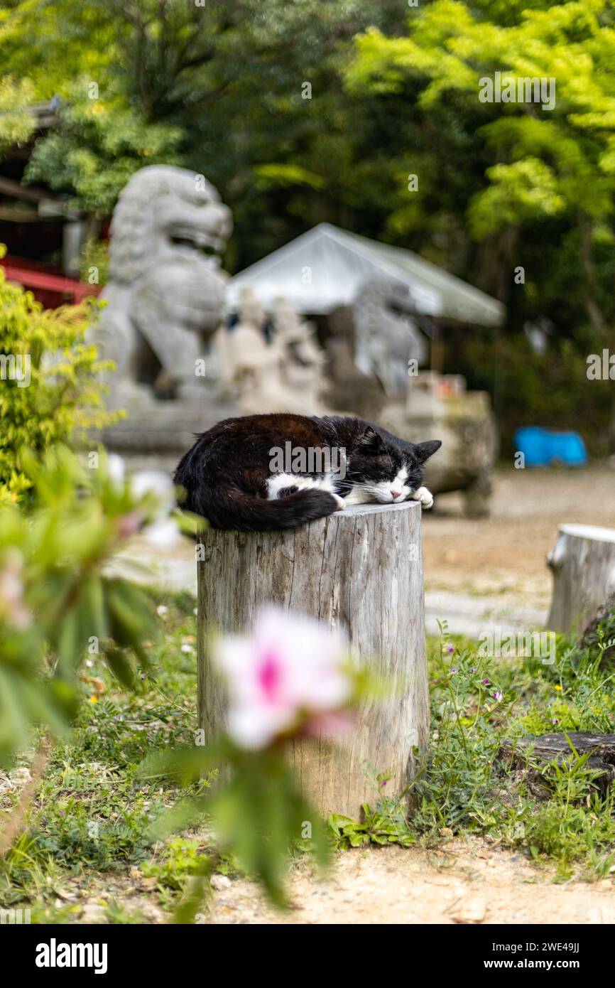 Schwarz-weiße Katze schläft in Kyoto, Japan Stockfoto