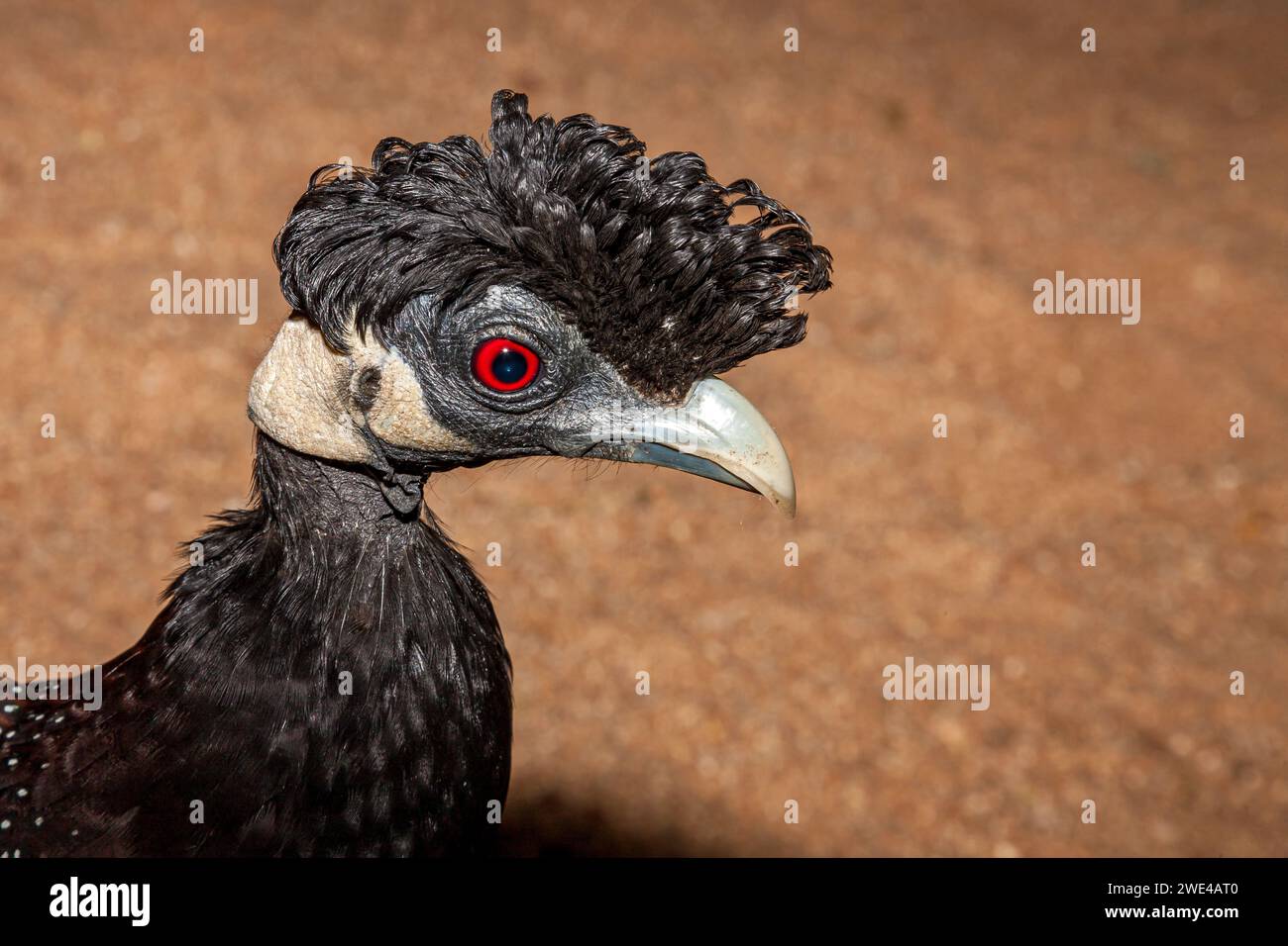 Eswatini, Swasiland, Mkhaya Game Reserve, Guineafowl (Guttera pucherani) Stockfoto