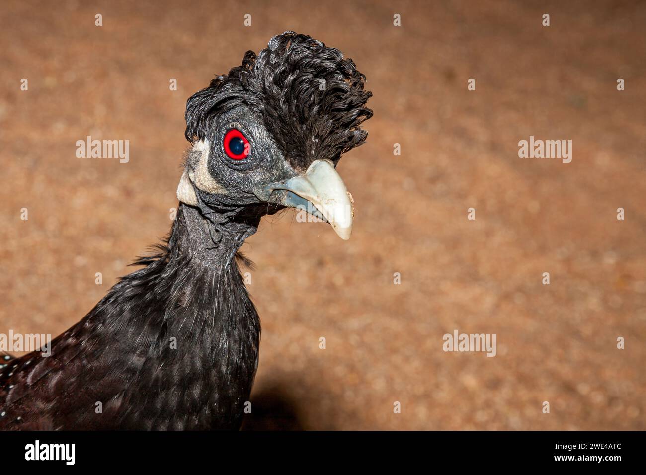 Eswatini, Swasiland, Mkhaya Game Reserve, Guineafowl (Guttera pucherani) Stockfoto